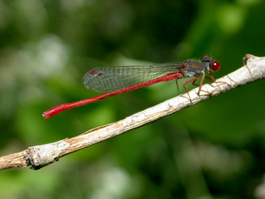 Ceriagron Tenellum
