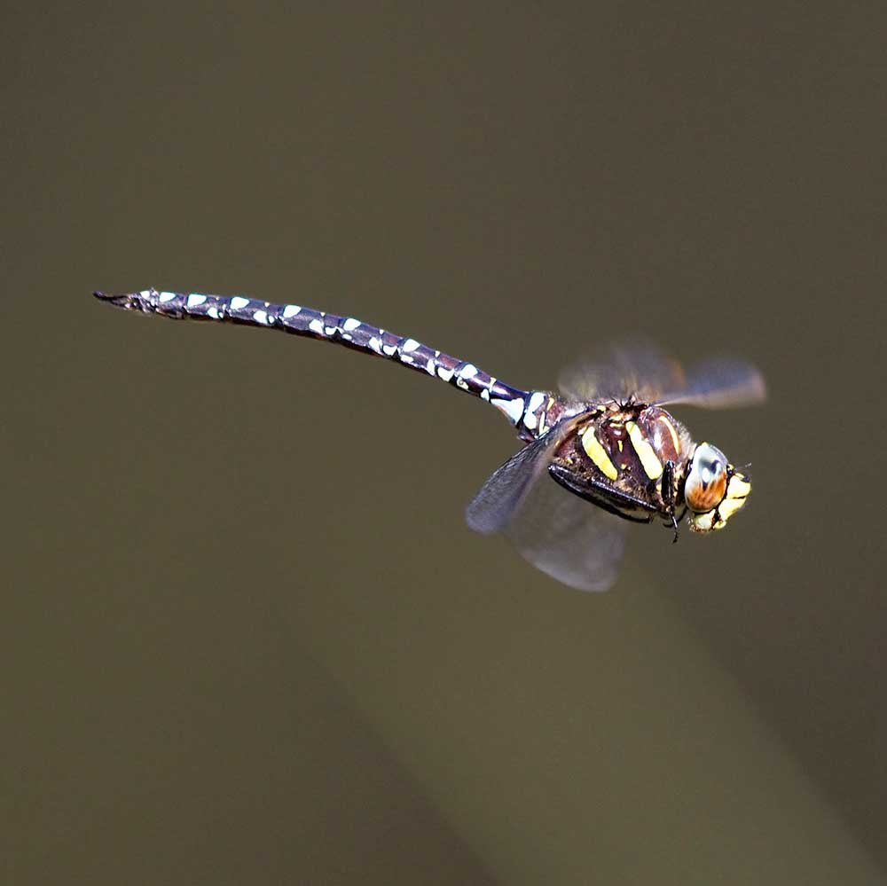 Aeschne des joncs - André SIMON