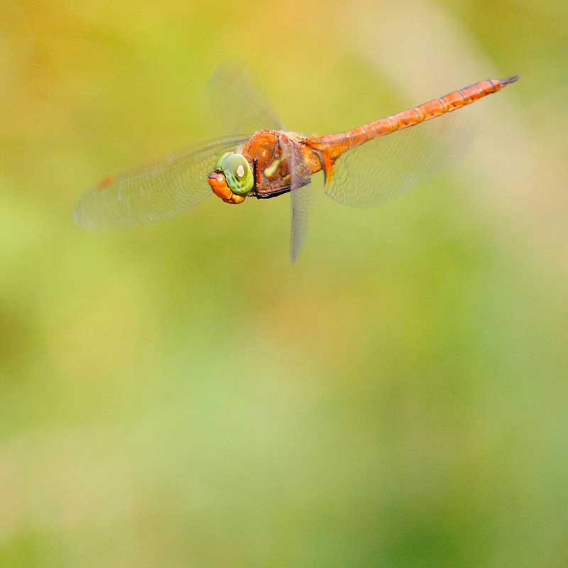 Aeschne isocèle © laurent Rouschmeyer