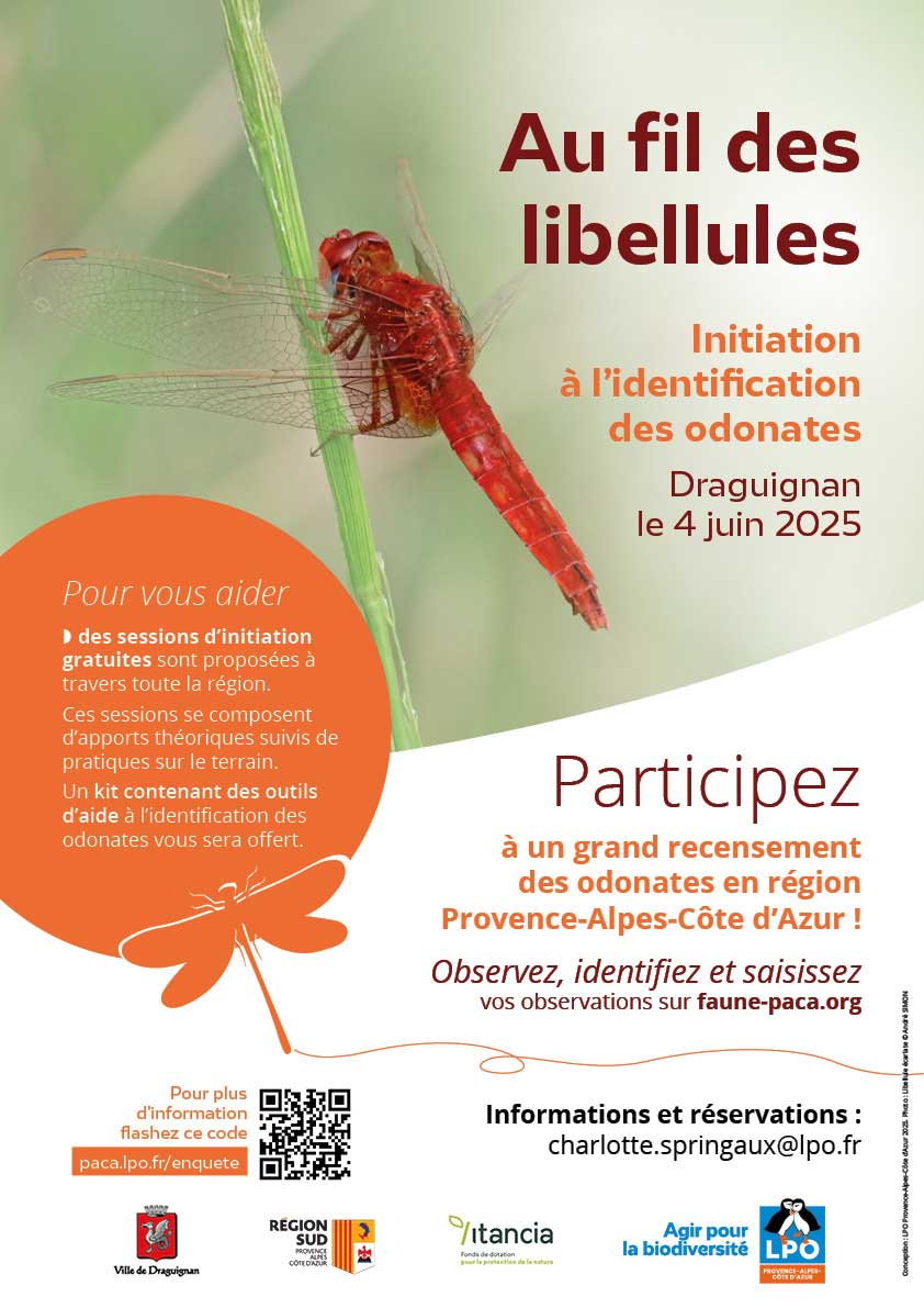 Au fil des libellules - Libellule écarlate © André SIMON