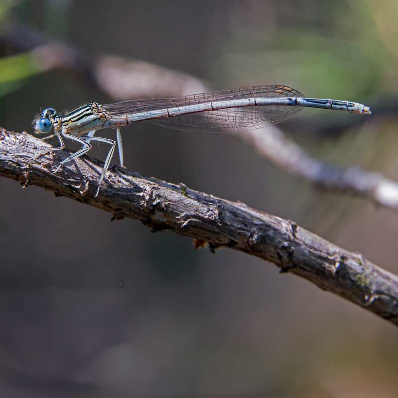 Outils - Agrion à large pattes - André SIMON