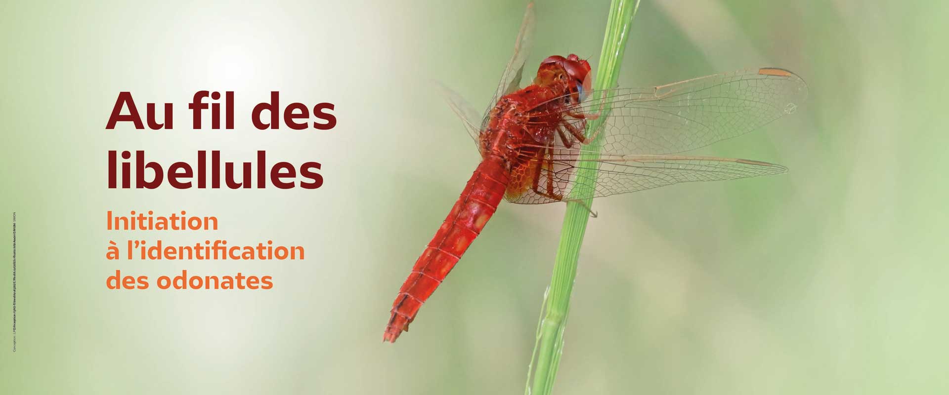 Libellule écarlate © André SIMON