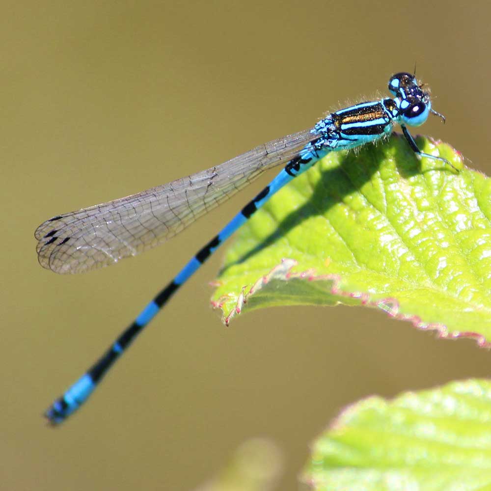 Agrion de Mercure - Alexandre Van Der Yeught