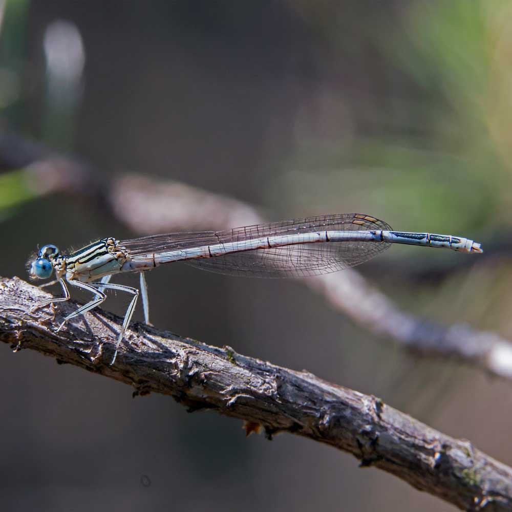 Agrion à larges pattes - André SIMON