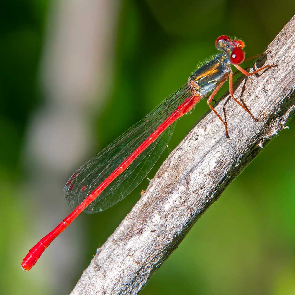 Agrion délicat - André SIMON