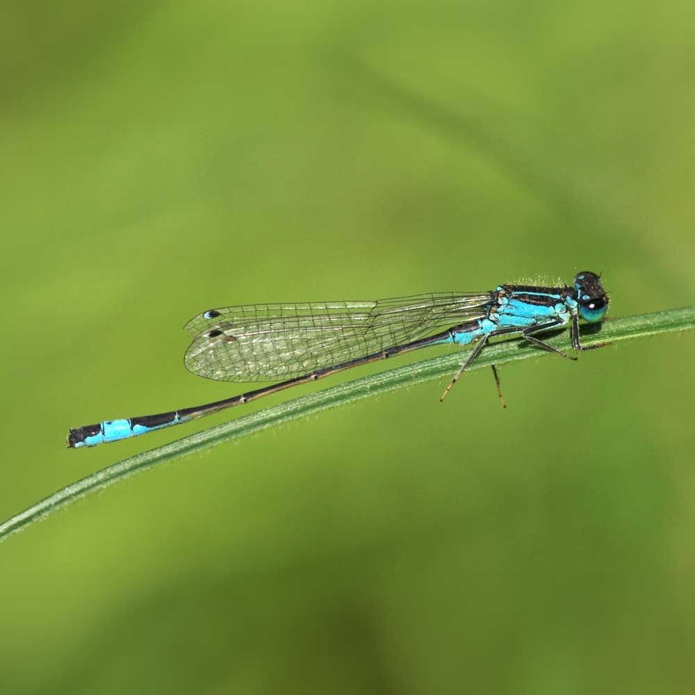 Agrion élégant - Gilles VIRICEL