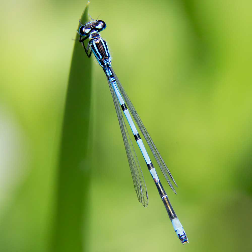 Agrion jouvencelle - André SIMON