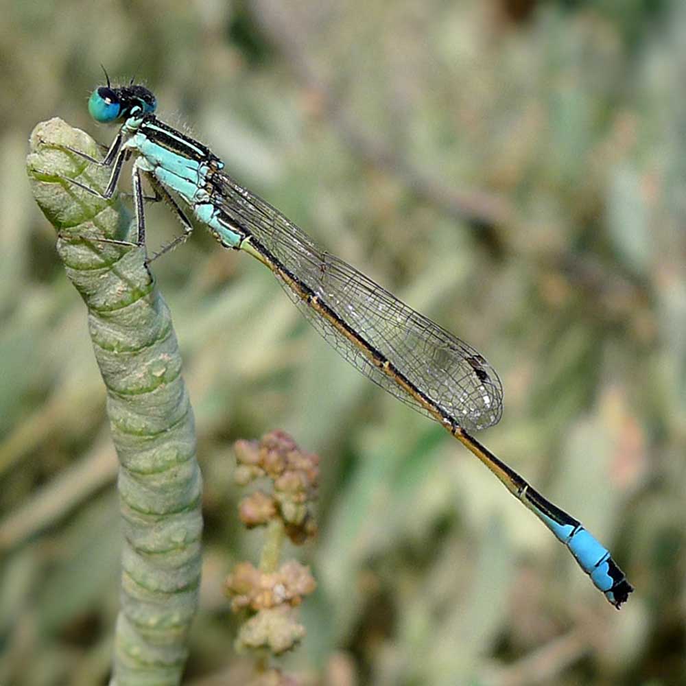 Agrion nain - Gailhampshire CC BY 2.0