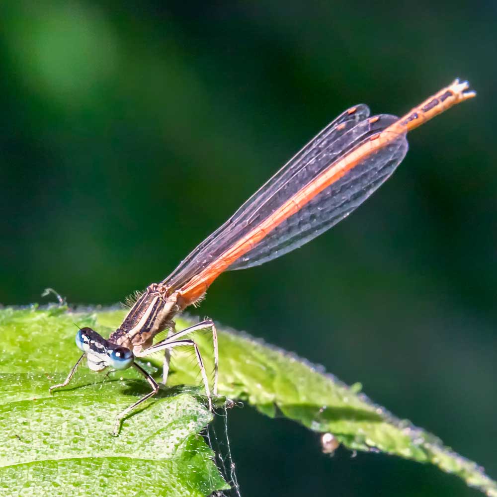 Agrion orangé - André SIMON