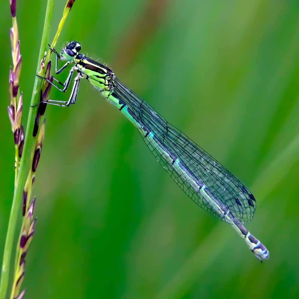 Agrion porte-coupe - André SIMON
