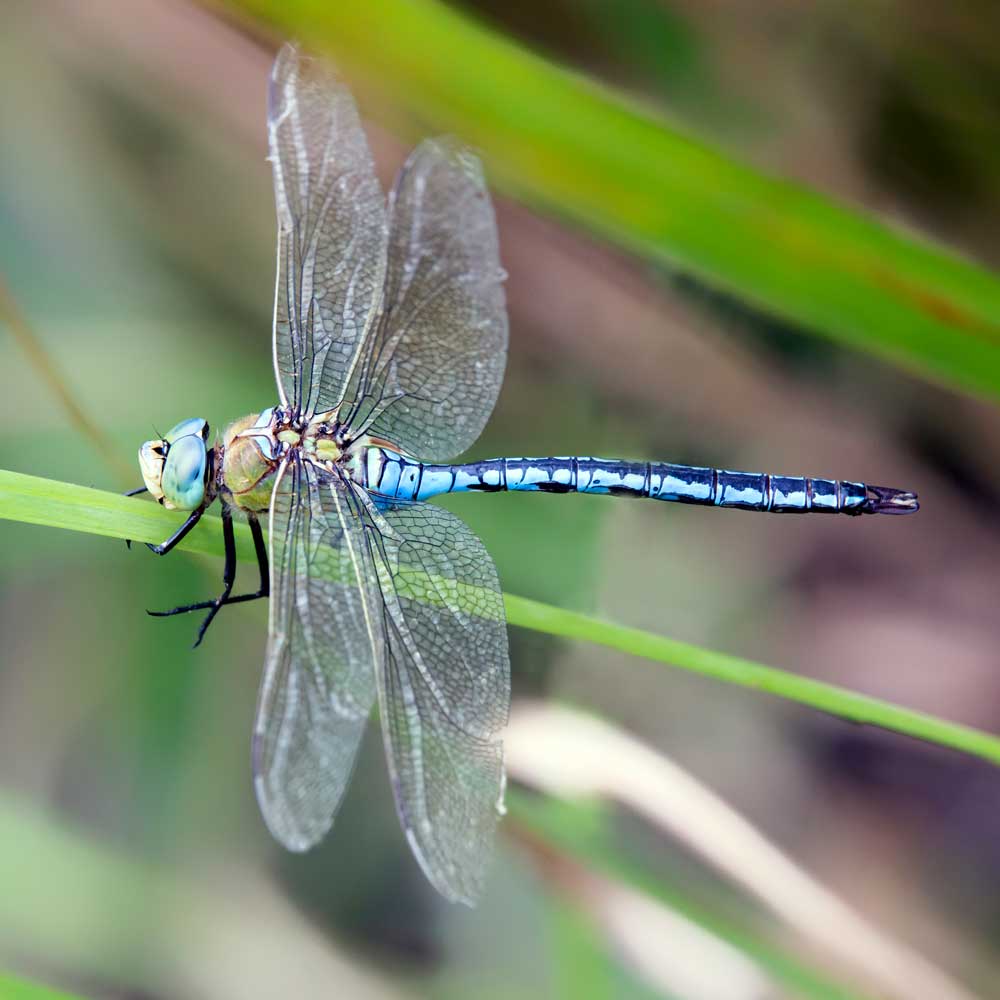 Anax empereur - André SIMON