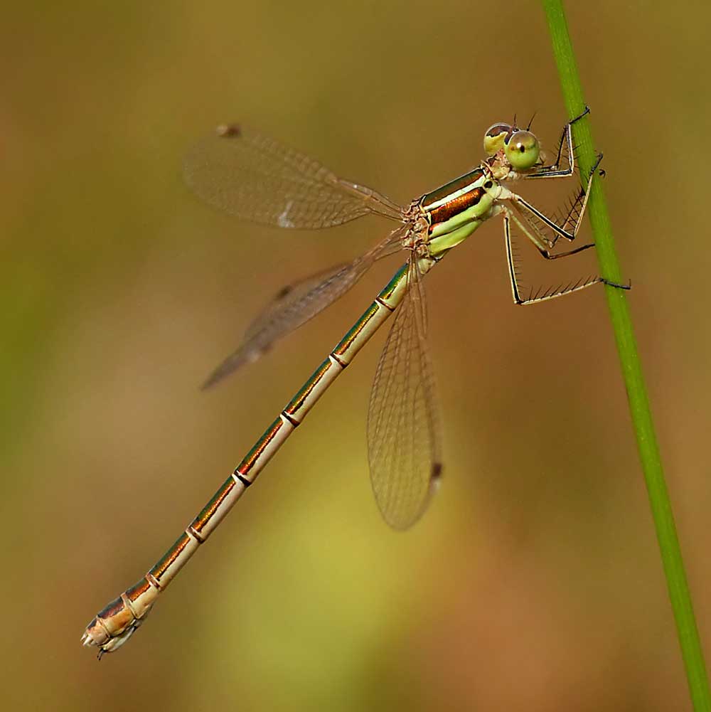 Leste sauvage - Frank VASSEN CC BY 2