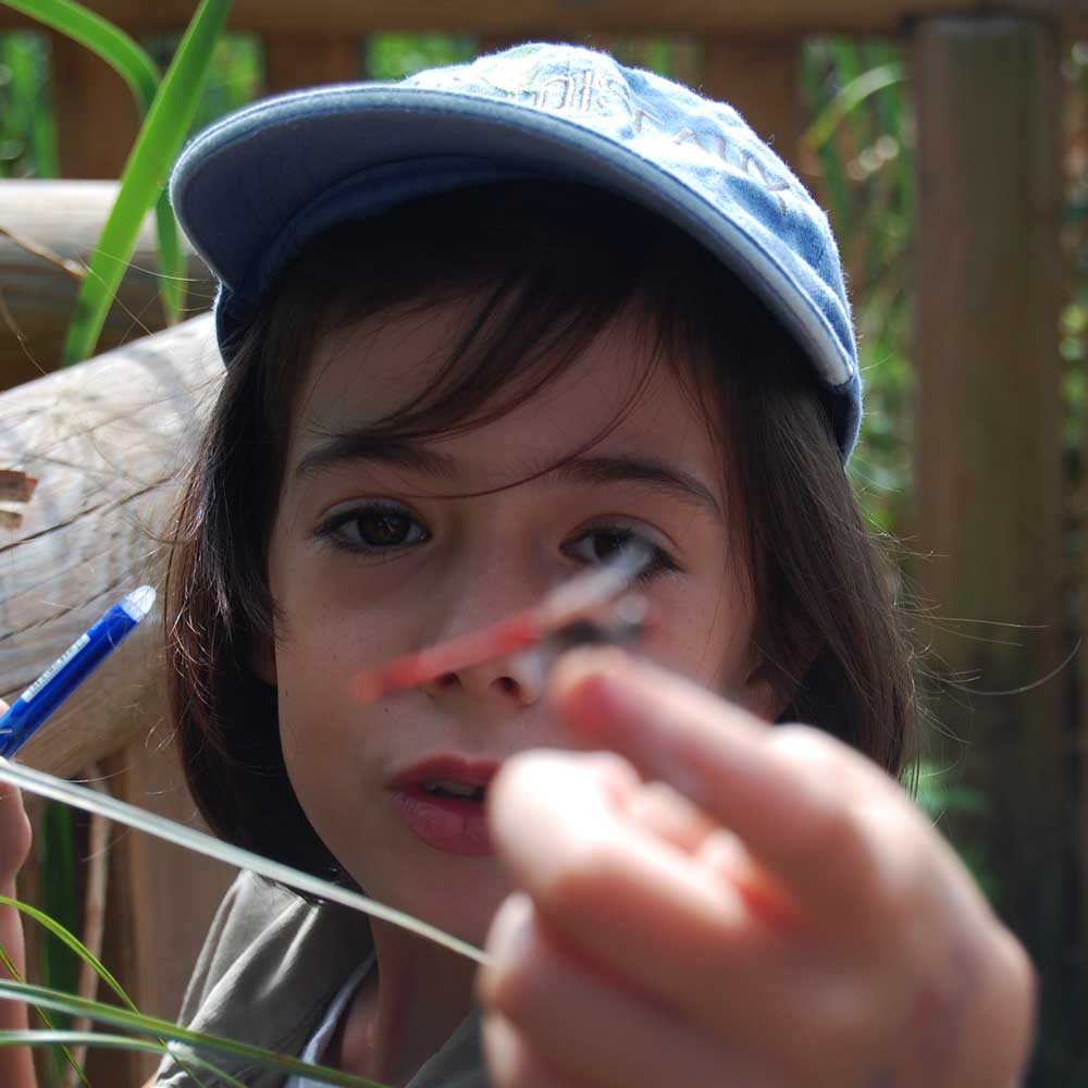 Observation des libellules - Vanessa TROUSSIER