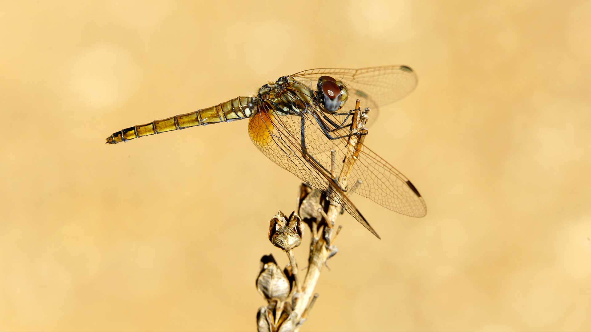 Trithémis annelé © André Simon Trithémis annelé © André Simon