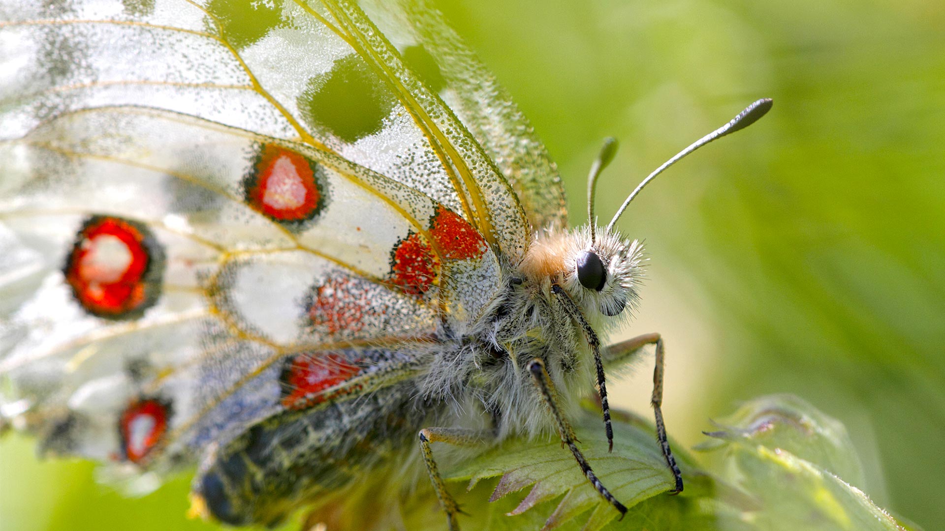Apollon © Laurent Rouschmeyer Apollon © Laurent Rouschmeyer