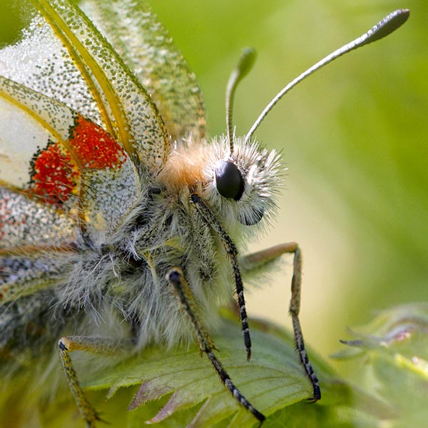 Apollon © Laurent Rouschmeyer