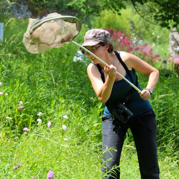 Inventaire papillons © Tangi Corveler