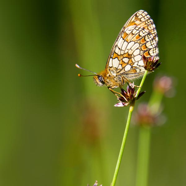Mélitée des linaires © André Simon
