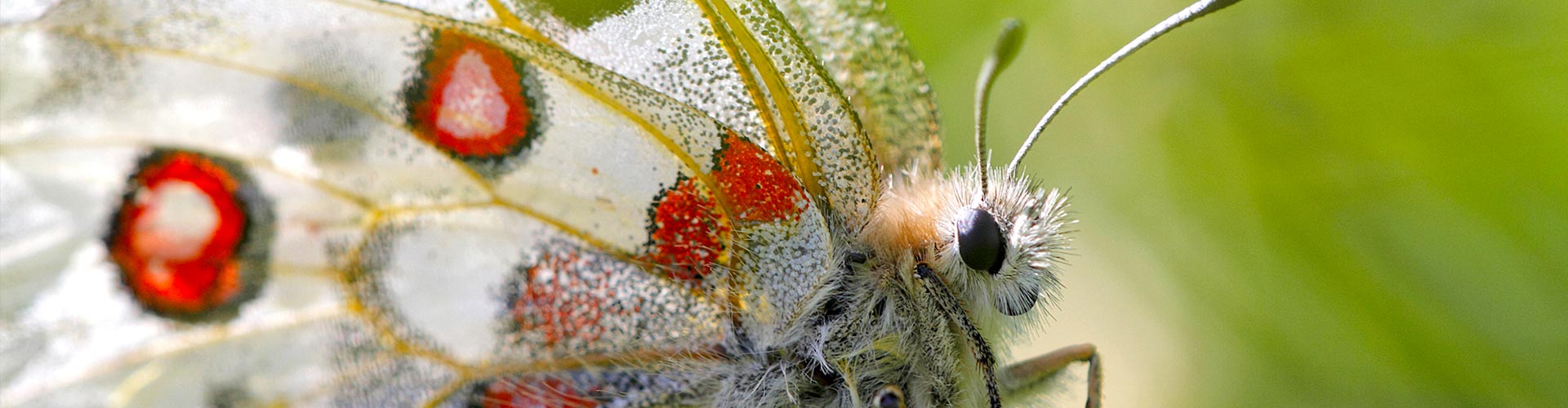 Apollon © Laurent Rouschmeyer Apollon © Laurent Rouschmeyer