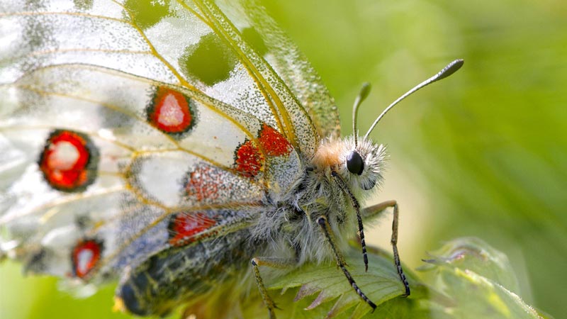Apollon © Laurent Rouschmeyer Apollon © Laurent Rouschmeyer