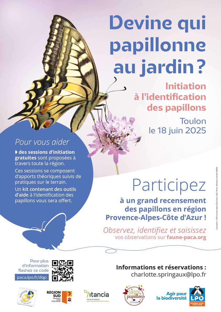 Devine qui papillonne au jardin ? © André SIMON Devine qui papillonne au jardin ? © André SIMON