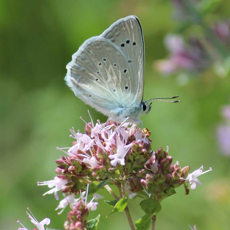 Azuré de l'orobe © Marion Fouchard