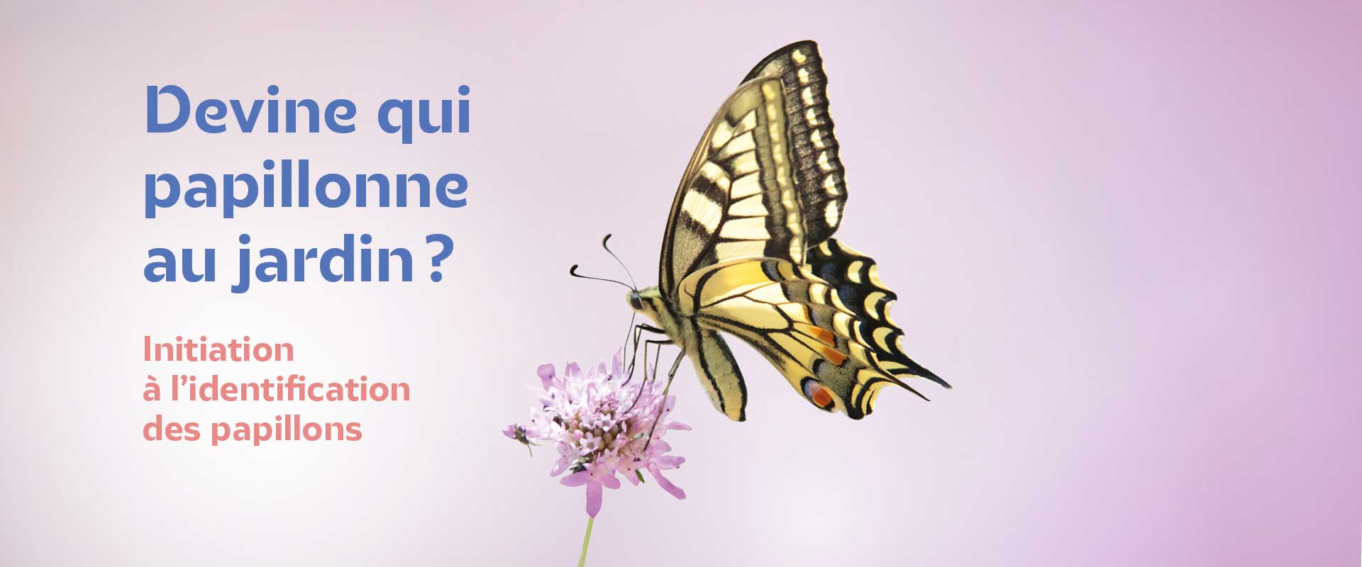 Devine qui papillonne au jardin - Machaon © André SIMON Devine qui papillonne au jardin - Machaon © André SIMON