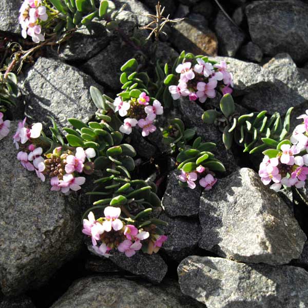 Aethionéma des rochers © Ghislain118