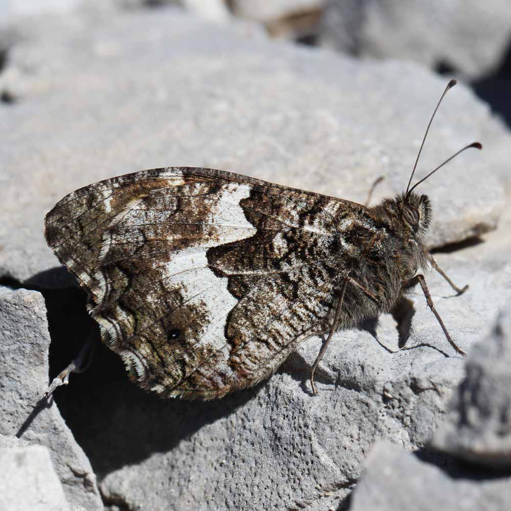 Agreste © Marion Fouchard