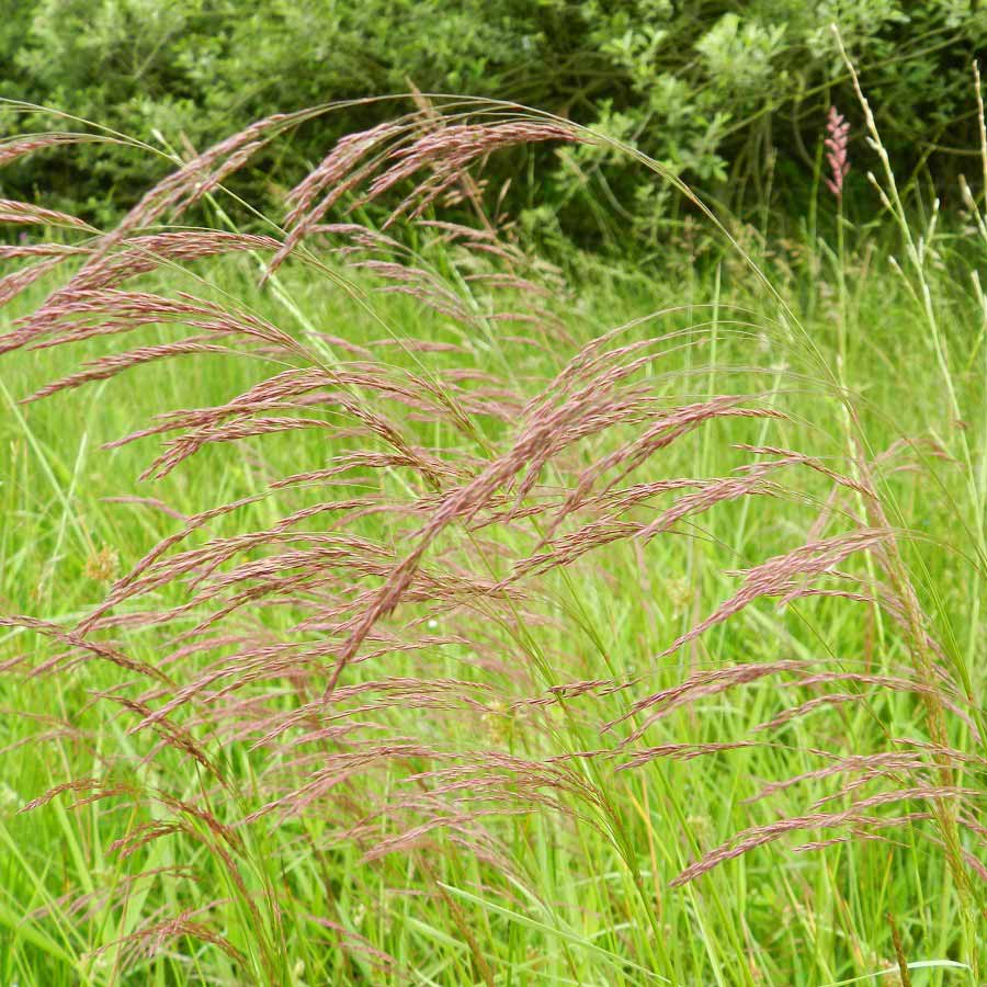 Agrostide canine © Rutger Barendse