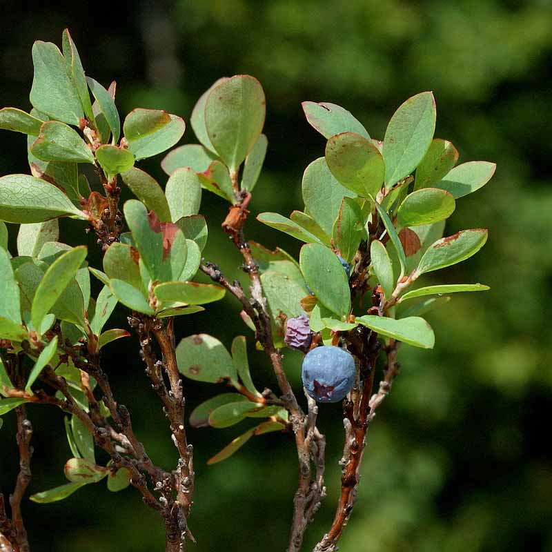Airelle des marais © Jan Van Der Straaten