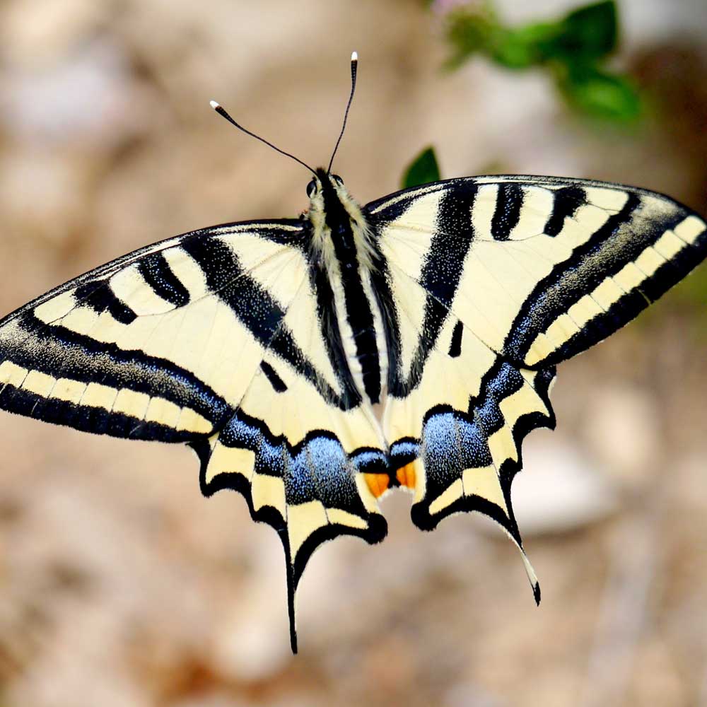 Alexanor © Agnès De Pinho