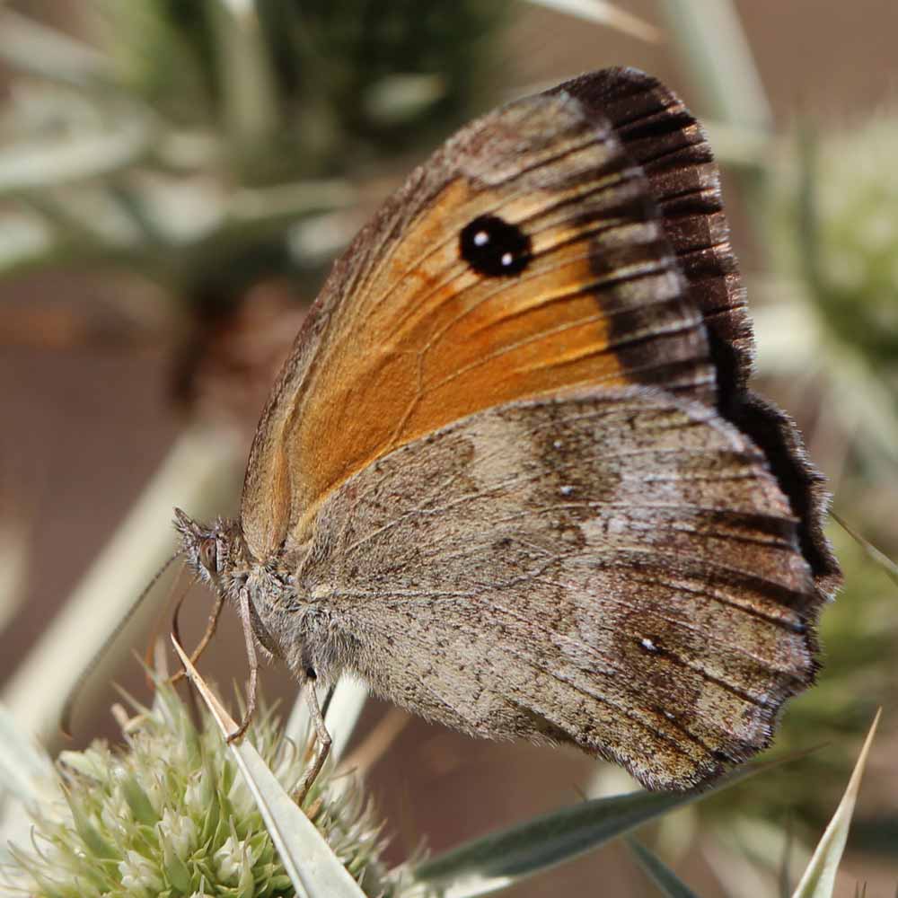 Amaryllis © Marion Fouchard