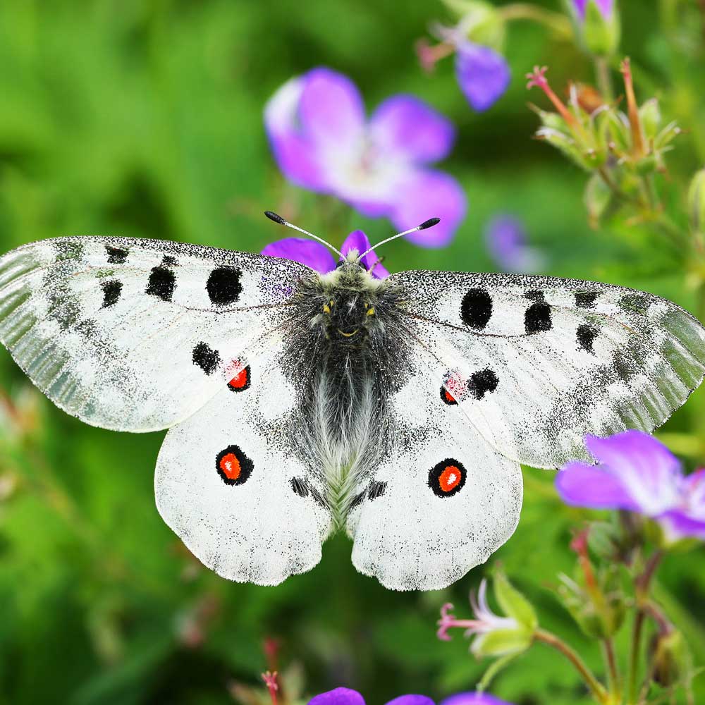 Apollon © Marion Fouchard