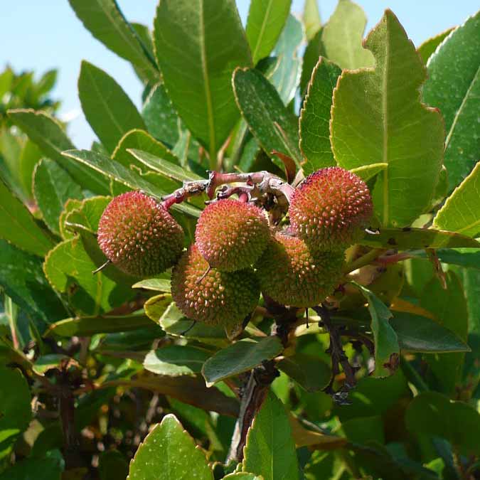 Arbousier © Jasenka Topic