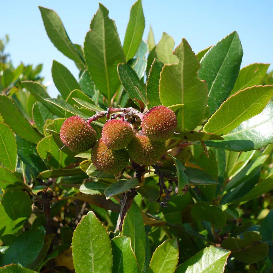 Arbousier © Solenn Bernard