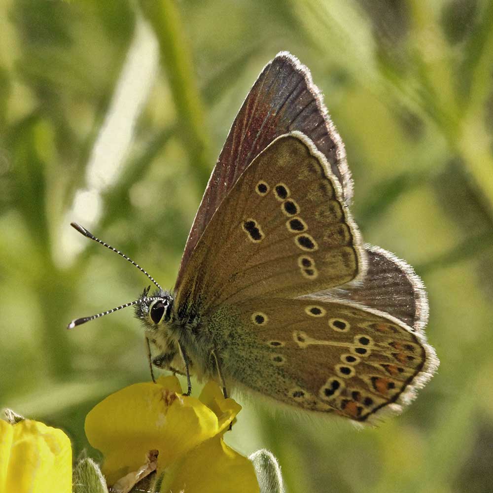 Argus de la Sanguinaire © Janet Graham