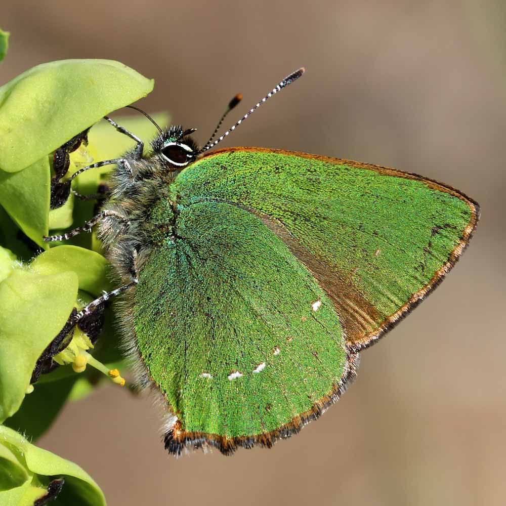 Argus vert © Marion Fouchard