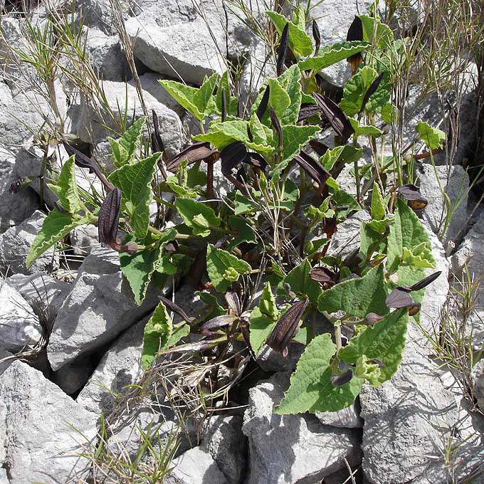 Aristoloche pistoloche © DR