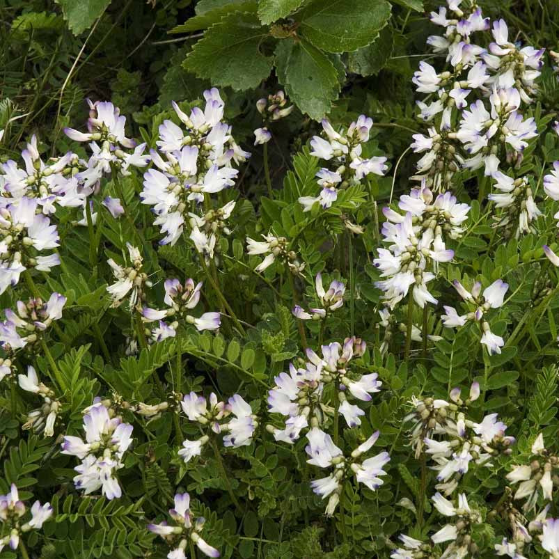 Astragale des Alpes © Jan Van Der Straaten