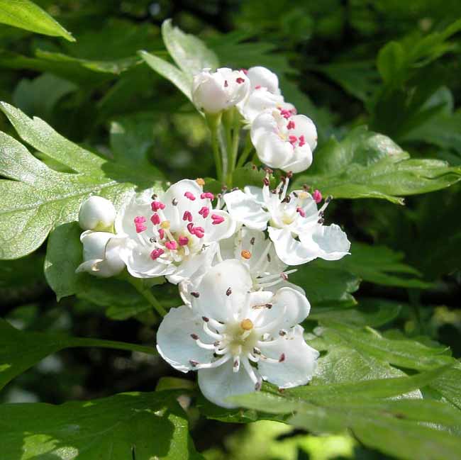 Aubépine à style © Sasha Van Der Sleesen