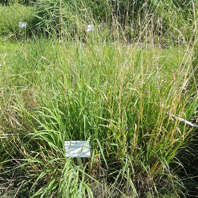 Avoine des prés © DR