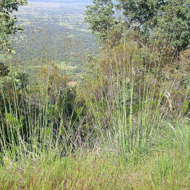 Avoine géante © DR