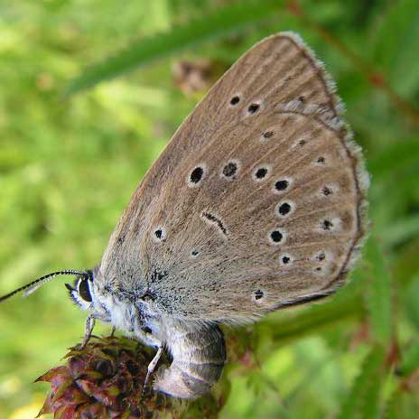 Azuré de la sanguisorbe © M. kutera