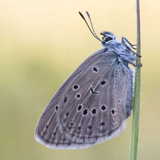 Azuré de la croisette © Carsten Siege