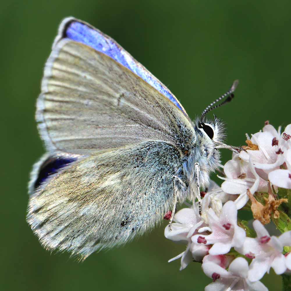 Azuré de la Phaque © Marion Fouchard