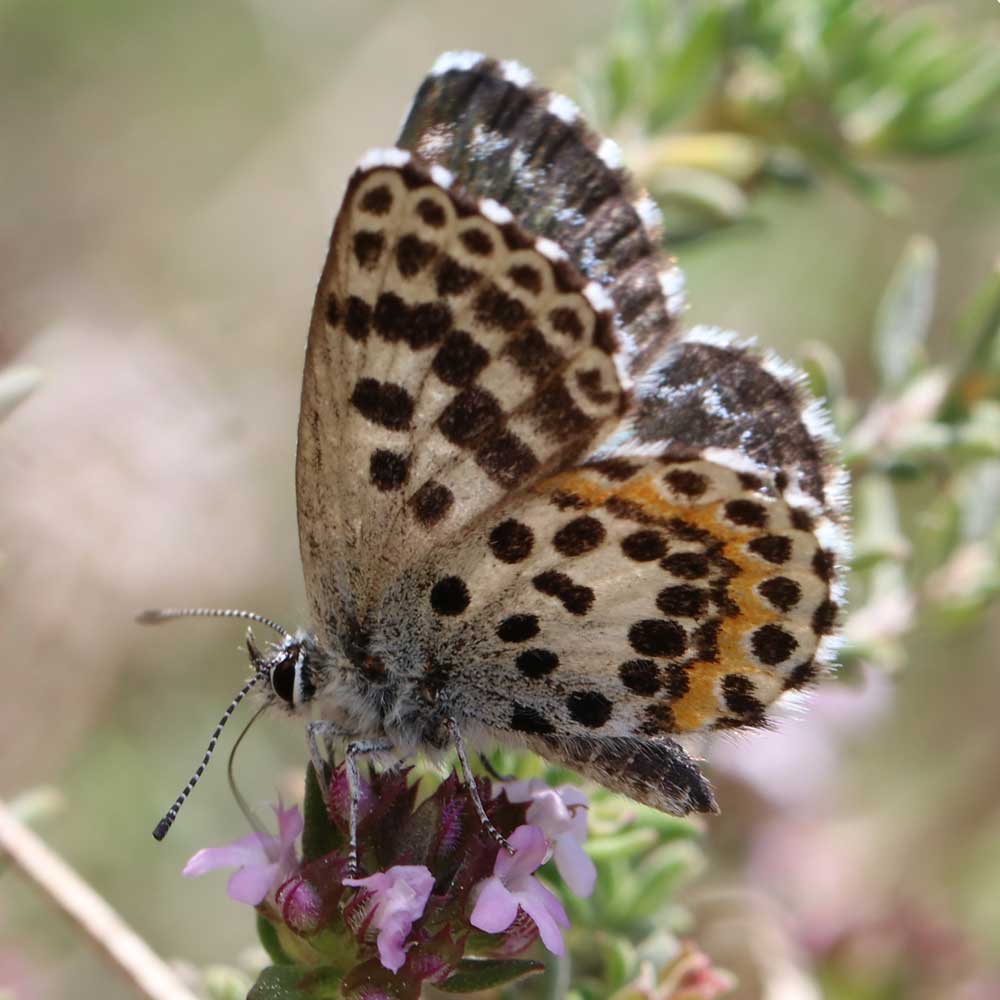 Azuré de l’orpin © Marion Fouchard