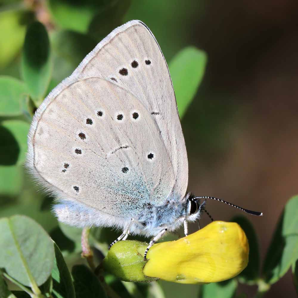 Azuré du Baguenaudier © Marion Fouchard