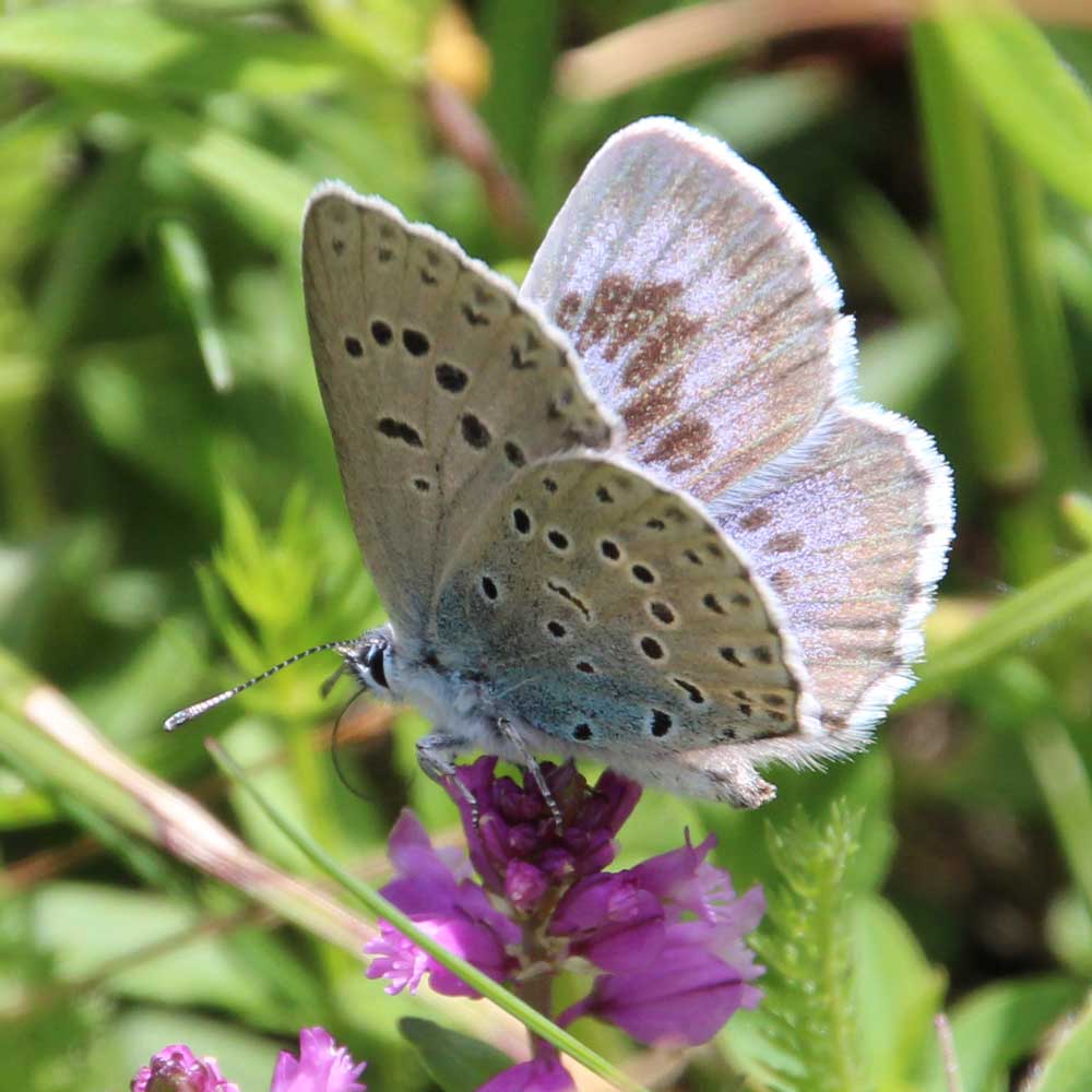 Azuré du serpolet © Marion Fouchard