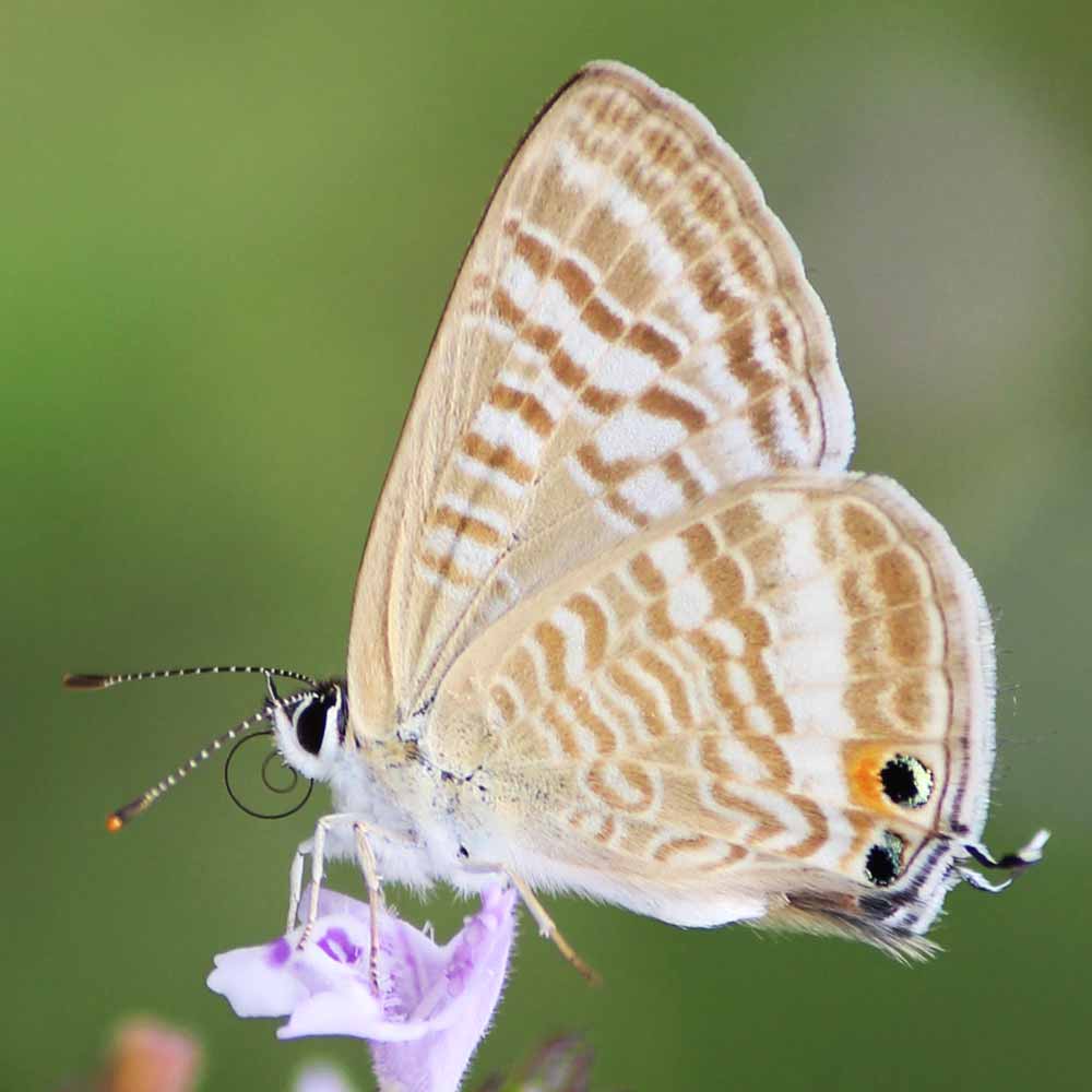 Azuré porte queue © Marion Fouchard